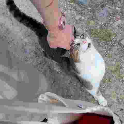low quality jpg of me petting a while-gray cat's head from above. makes a derpy face. my hand looks ugly, fat and masculine.