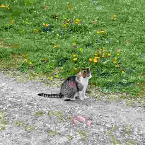cat sitting on gravel path. dandelions and grass in background.