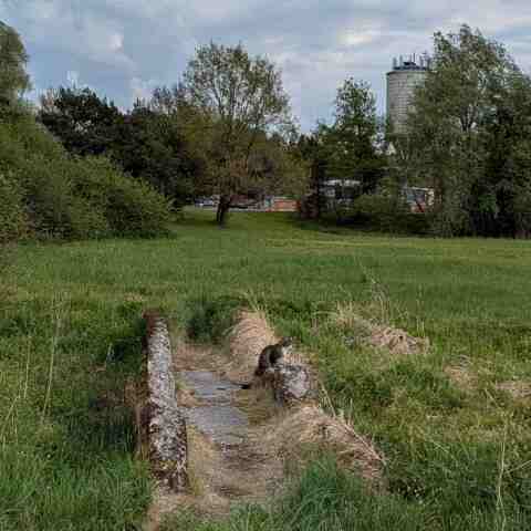cat sitting on some old walls amont tall grass. contemplative cat